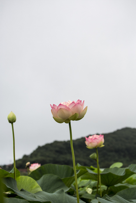 唐比湿地公園