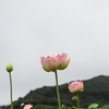 唐比湿地公園