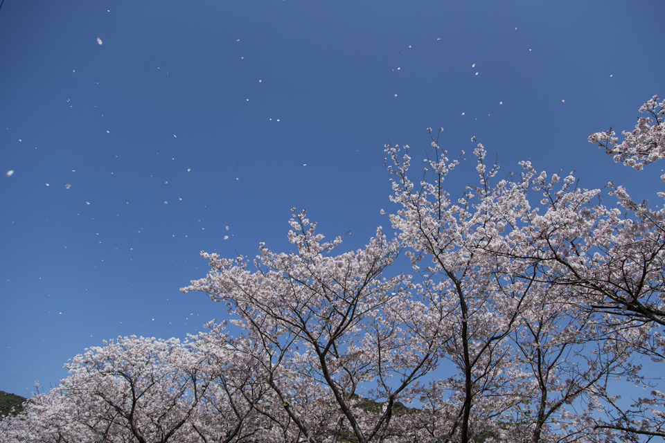 桜吹雪