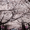 大村公園の桜