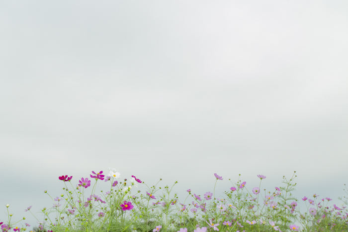 秋桜