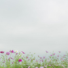 秋桜