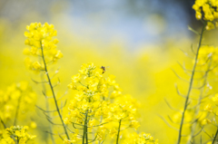 菜の花畑