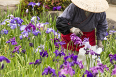 大村公園花祭り（花菖蒲）