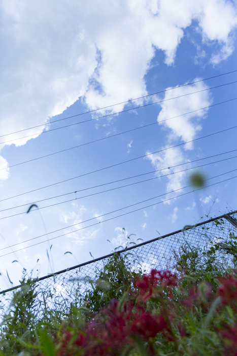 曼珠沙華と秋の空・・・