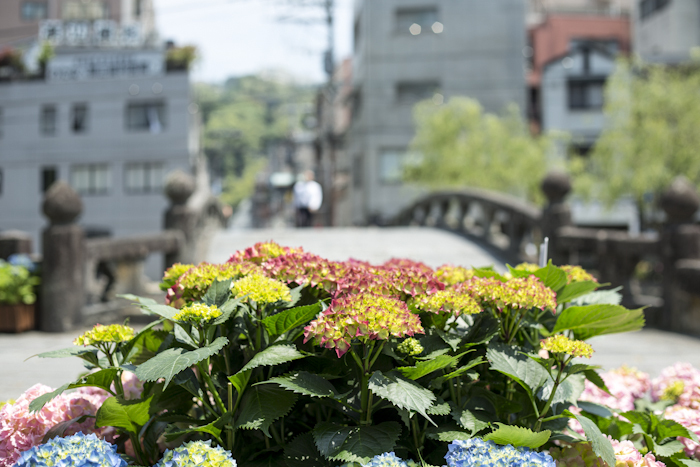 ながさき紫陽花