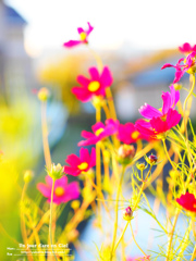 Cosmos