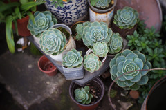 屋上の植物たち