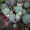 屋上の植物たち