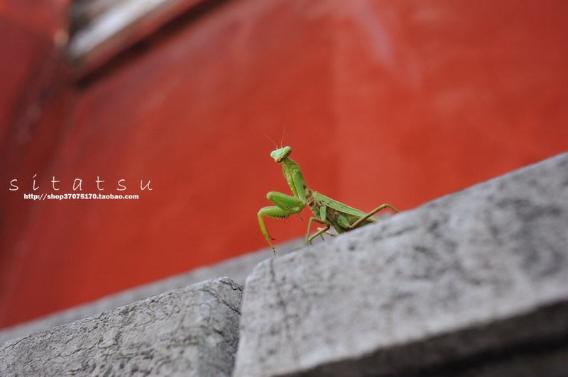カマキリです～