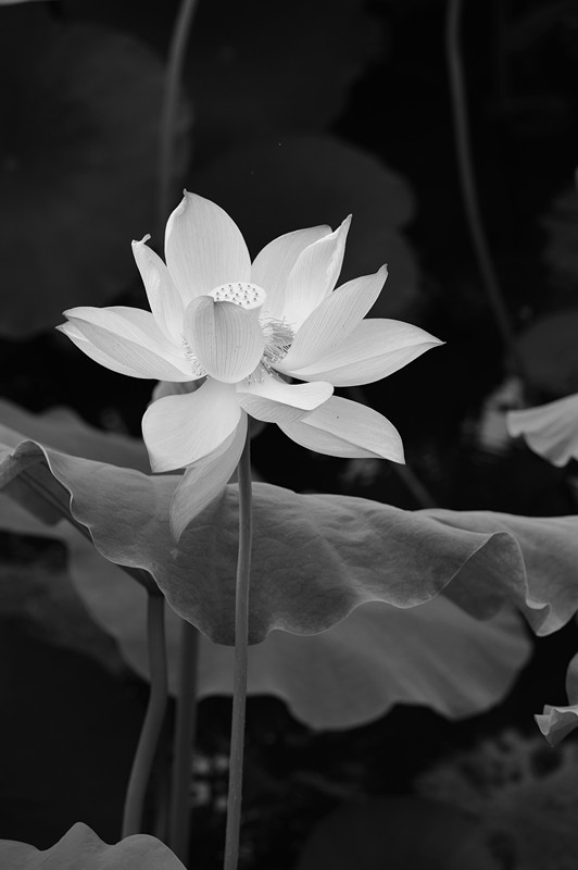 蓮の花１