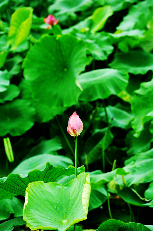 蓮の花２