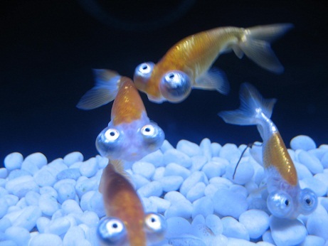 アクアリウム
