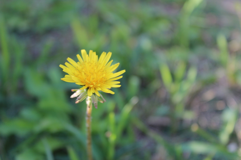 季節外れのたんぽぽ
