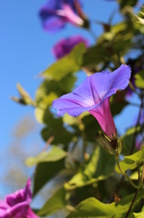 季節はずれの朝顔