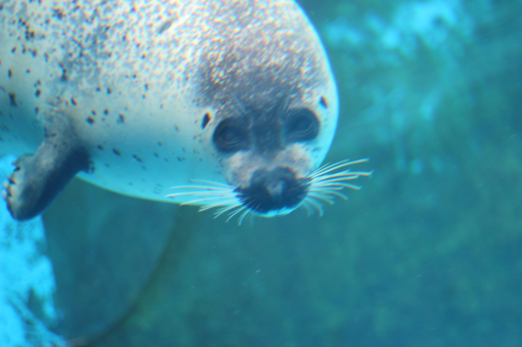 マリンワールド 024