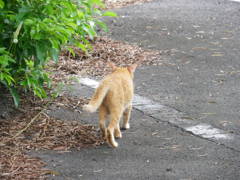 ノラ猫B