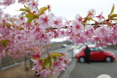 散り始める河津桜
