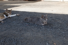 ねこ
