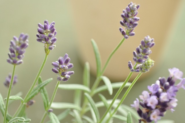 lavender
