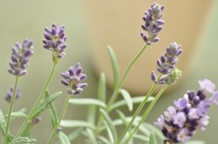 lavender