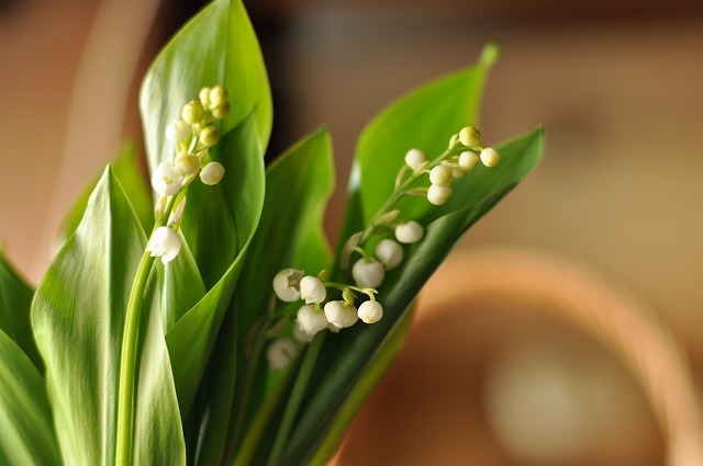muguet
