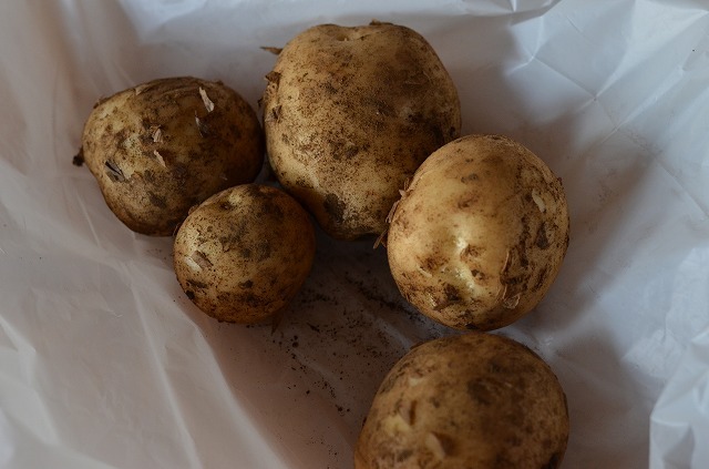 potato