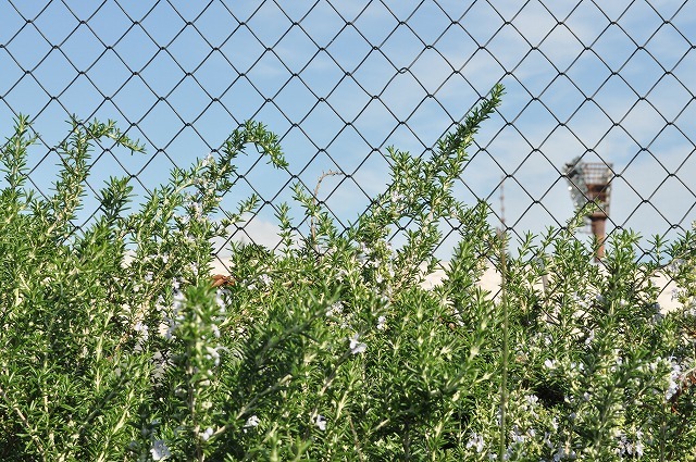 fence