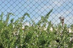fence