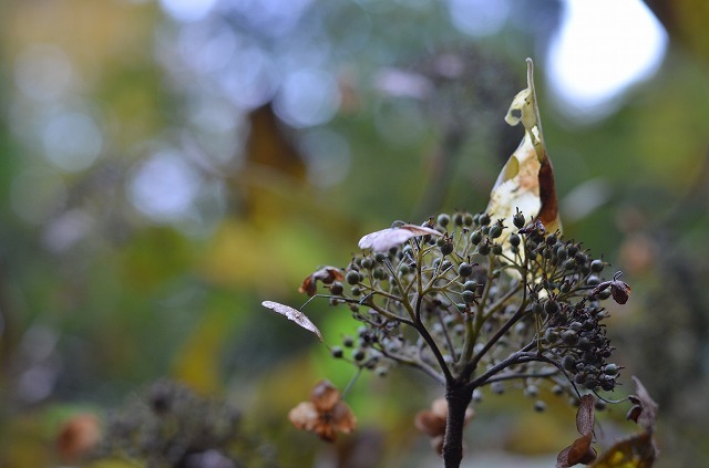 Autumnal scenery