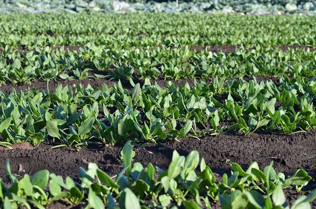 vegetable field