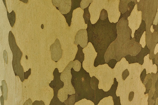 camoflage