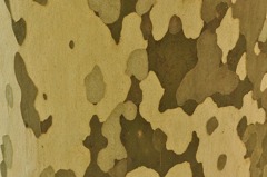 camoflage