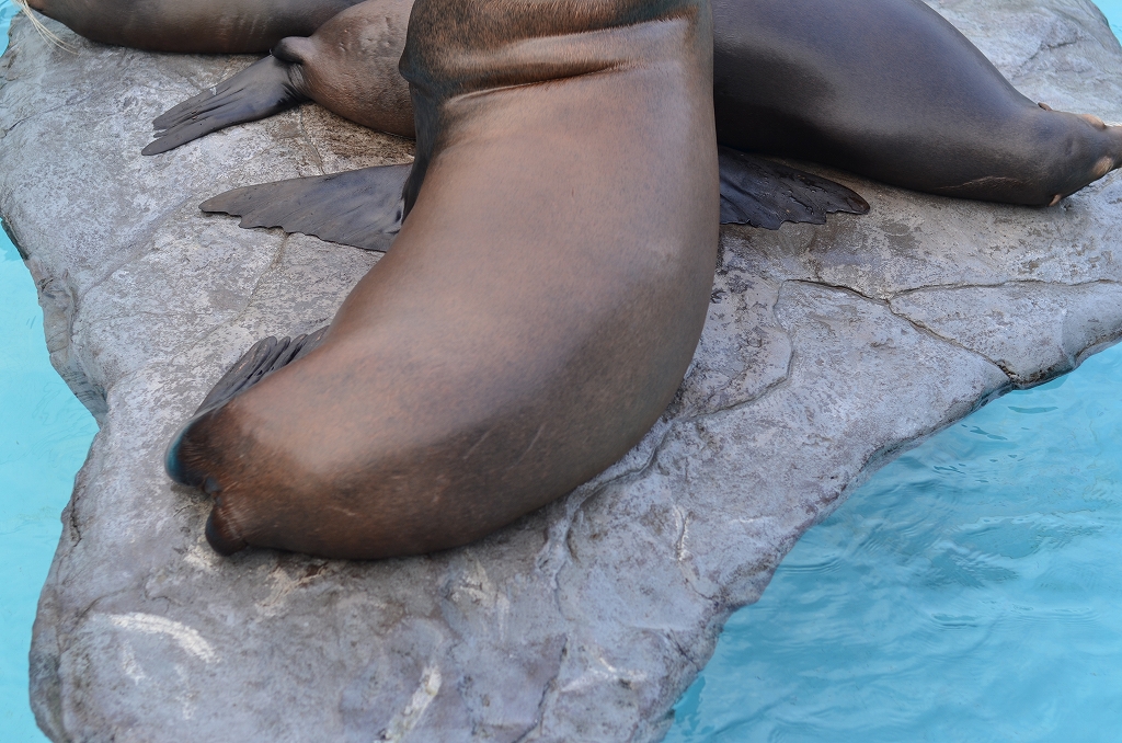 Sea Lion