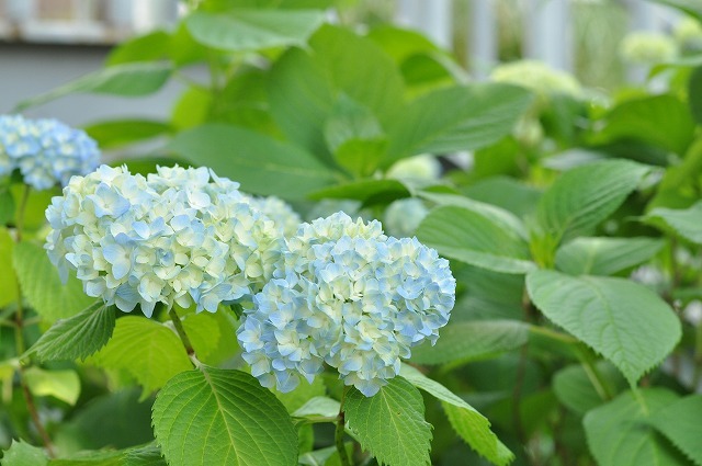 hydrangea