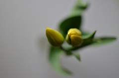 Tulip