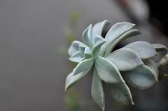 succulent plant