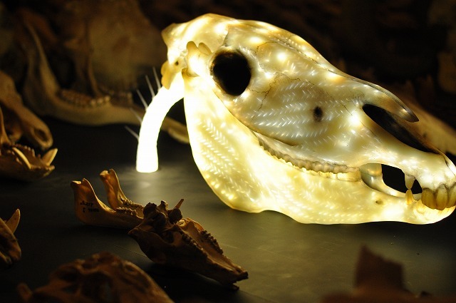 Bone