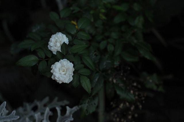 small rose