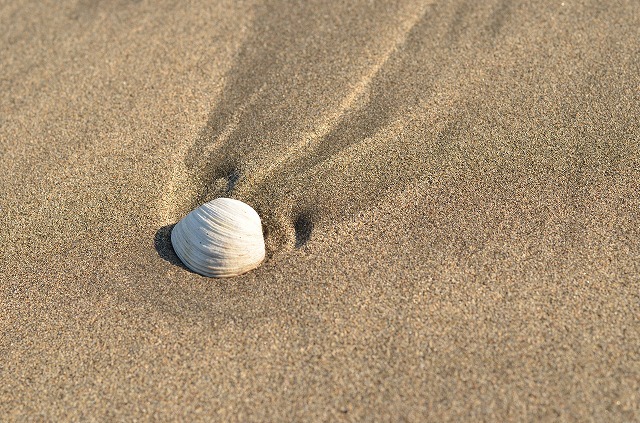 Shell