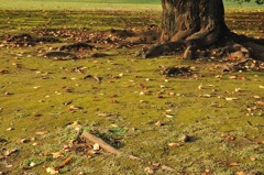 the fall of the leaf
