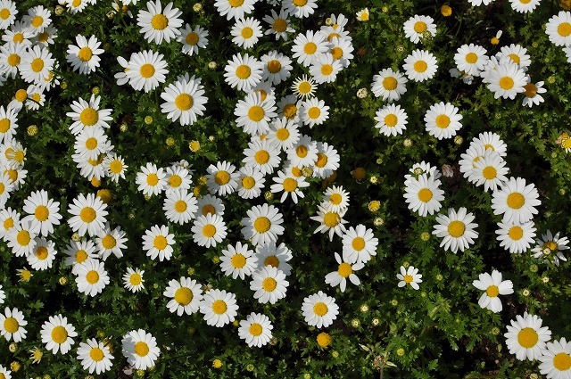 flower bed