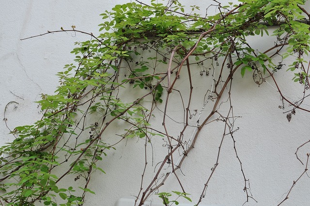 ivy