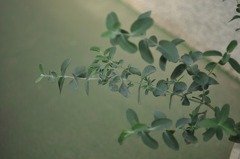 eucalyptus