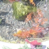 水