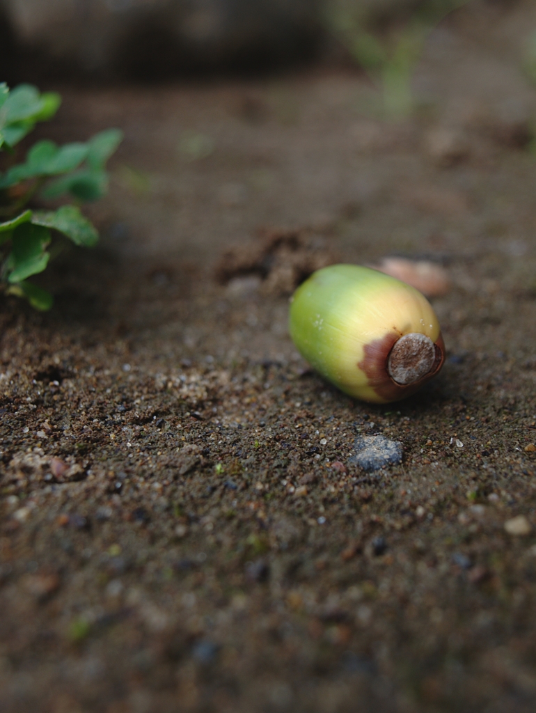 どんぐり