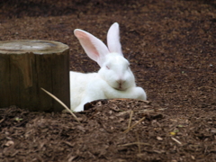 うさぎ~Y~
