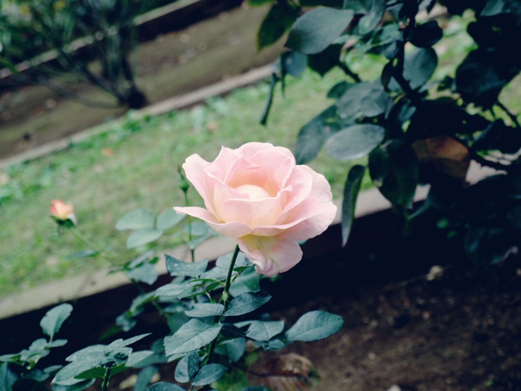 pinkのバラ