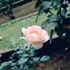 pinkのバラ