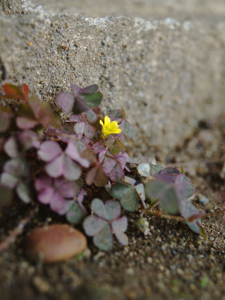 ちいさな黄色いお花